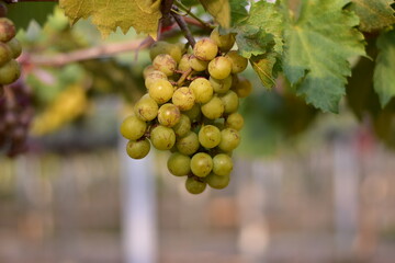 Fototapeta premium Table Grapes, Red Wine Grapes,White Wine Grapes,Bunch of colorful grapes
