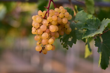 Fototapeta premium Table Grapes, Red Wine Grapes,White Wine Grapes,Bunch of colorful grapes