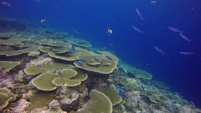 Drop off with table coral and blue ocean