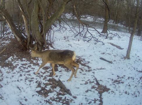 Roe deer in winter forest captured by trail camera in natural habitat
