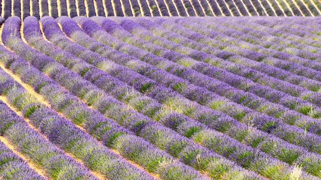 Lavender flowers blossoming on the plateau of Valensole in the Provence during a summer day. Overhead drone view.
