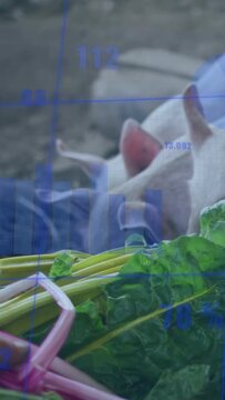 Vertical video: Pigs sniffing and nibbling greens offered by pink handle, farm with blue overlay