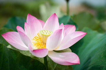 Obraz premium Lotus Flower from Guanyin District, Taoyuan, Taiwan.