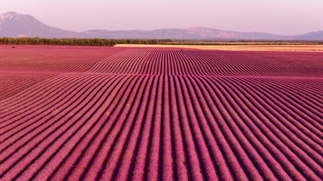 Lavender flowers blossoming on the plateau of Valensole in the Povernce during a summer sunset. Overhead drone view.
