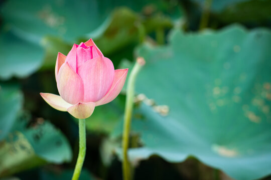 Lotus Flower from Guanyin District, Taoyuan, Taiwan.