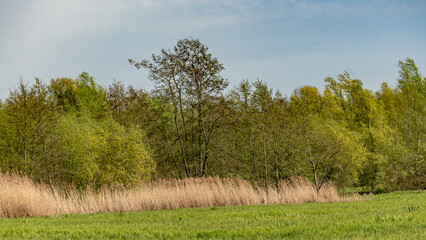 Fototapeta premium marsh landscape with meadow with spring trees and reed on a cloudy day in Bourgoyen nature reserve, Ghent, Flanders, Belgium