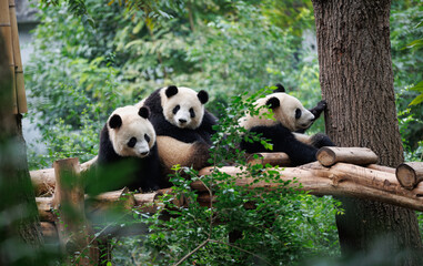 Giant panda group playing in the zoo © lzf