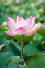 Fototapeta premium Lotus Flower from Guanyin District, Taoyuan, Taiwan.