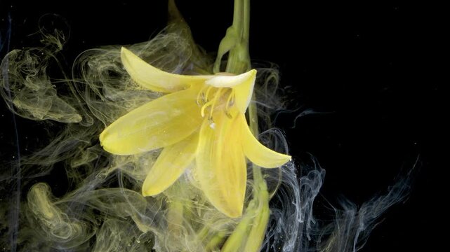 Yellow lily in chemical swirl, closeup of pigment plumes and water diffusion during experiment, educational laboratory vibe with high contrast studio