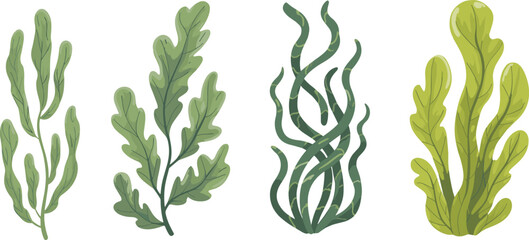 Green seaweed underwater aquatic plants set including kelp algae and sea grass isolated on white background vector illustration collection. © Raju