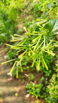 Handheld shot of Night-blooming Jasmine (Cestrum nocturnum) branch with clusters of pale green tubular flower buds swaying in a tropical garden.
