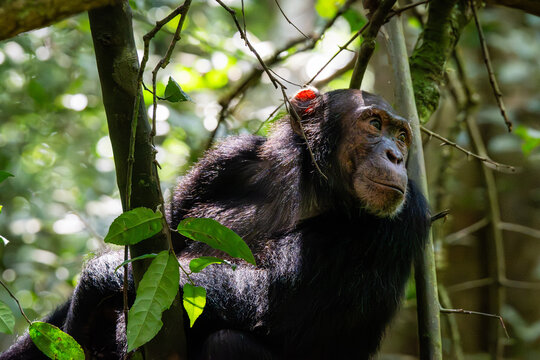 Profile portrait of a wild chimpanzee in the woods