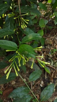 Handheld shot of Night-blooming Jasmine (Cestrum nocturnum) branch with clusters of pale green tubular flower buds swaying in a tropical garden.
