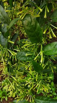 Handheld shot of Night-blooming Jasmine (Cestrum nocturnum) branch with clusters of pale green tubular flower buds swaying in a tropical garden.