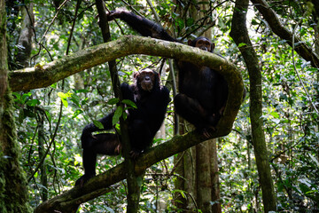 Obraz premium Two Wild Chimpanzees Perched in Dense Rainforest Trees