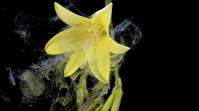 Yellow lily in chemical swirl, closeup of pigment plumes and water diffusion during experiment, educational laboratory vibe with high contrast studio