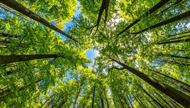 Treetop panorama of beech (fagus) and oak (quercus) trees in a german forest in Hemer Sauerland on a bright sping day with fresh green foliage, seen from below in frog perspective with wide 