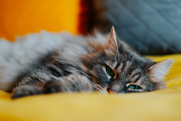 A cat lies on a yellow blanket, appearing relaxed and at ease in a home setting. The cat has gray fur and striking green eyes, blending seamlessly with the cozy surroundings © Sergio