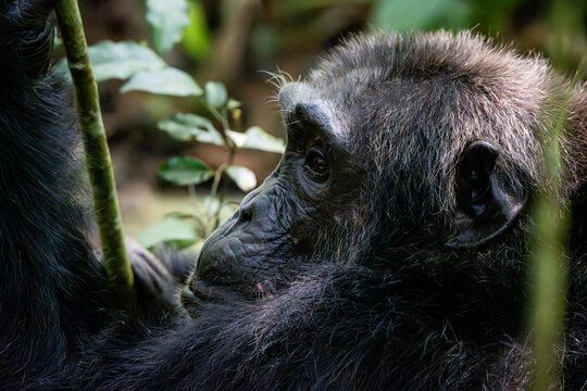 Macro detail of a chimpanzee face and profile
