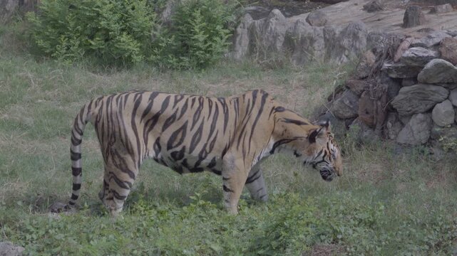 Thin tiger walking and eating grass in the zoo habitat.
