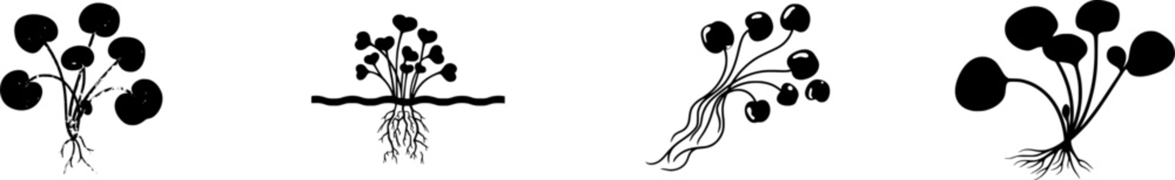 An ultra-high-resolution macro reveals the intricate details of a small cluster of Duckweed (Lemna minor), showcasing its tiny, bright green leaves and delicate thread-like roots against a pure white