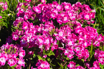 Obraz premium Bright Pink Garden Flowers in Malibu
