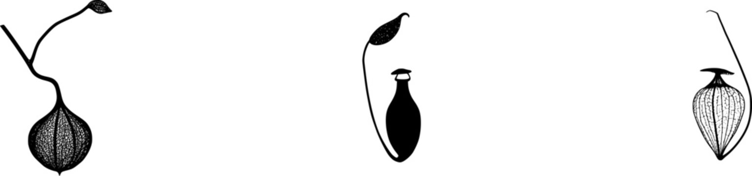 A solitary dried Pitcher Plant trap stands alone against a pristine white backdrop, its intricate veined texture and unique lid capturing the essence of natures artistry in a stark, minimalist