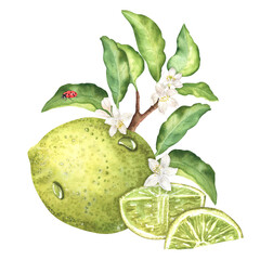 Watercolor lime with leaves, white flowers, slices, branch, and ladybug on leaf. Isolated image. Fresh citrus fruit, sour flavor. Hand-painted illustration for packaging, menu, recipes, greeting cards © Elena Valeto