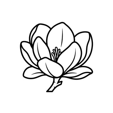 Black and white line drawing of a magnolia blossom.