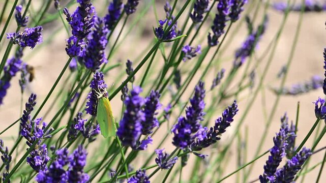 Cleopatra butterfly (Gonepteryx cleopatra) sitting on blossoming lavender in the Provence in France during a sunny summer day. Slow motion clip.