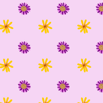 Pattern con margherite viola e gialle su sfondo lilla chiaro, decorazione per carta, tessile, sfondo 