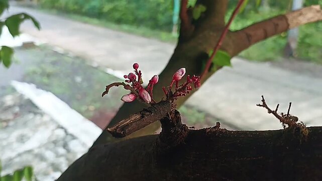 a stalk of pink star fruit flowers on a tree trunk