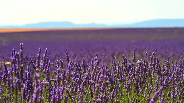 Lavender flowers blossoming on the plateau of Valensole in the Provence during a summer day.