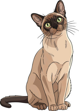 European Burmese cat sitting curious tilting head vector illustration