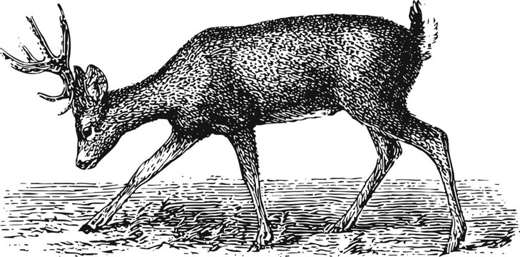 Vintage engraving of a deer grazing with detailed fur texture in woodland scene