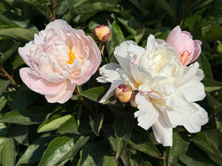 Peony soft blush and pastel pink flowers. © OLENA LIALINA