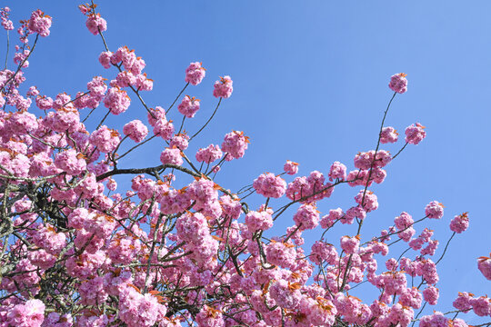 arbre cerisier japon printemps fleurs
