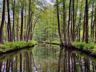 Obraz premium Calm river flowing through a lush green forest
