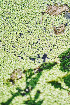 Green lemna floating on water surface in natural outdoor setting