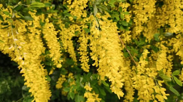 Beautiful clusters of vibrant yellow golden chain tree flowers hanging from branches and gently swaying in the spring breeze on a sunny day