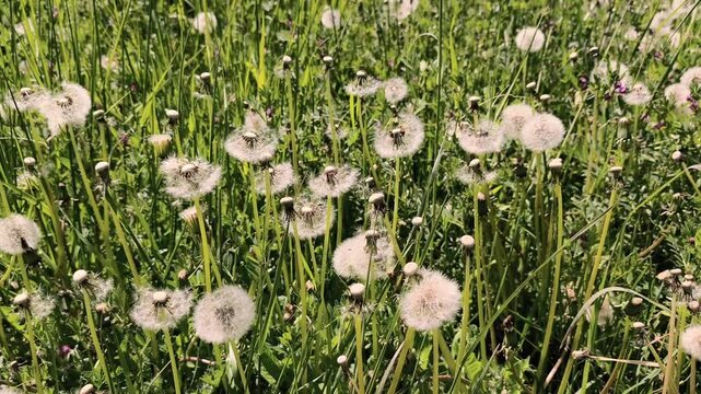 Fluffy white dandelion seed heads, also known as blowballs, gently swaying in the breeze on a sunny day in a lush green spring meadow