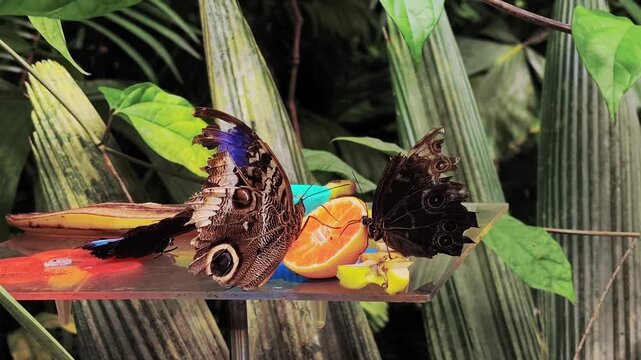 Beautiful peleides blue morpho and owl butterflies sitting on a feeder and eating citrus fruit in a tropical butterfly garden sanctuary in botanical garden