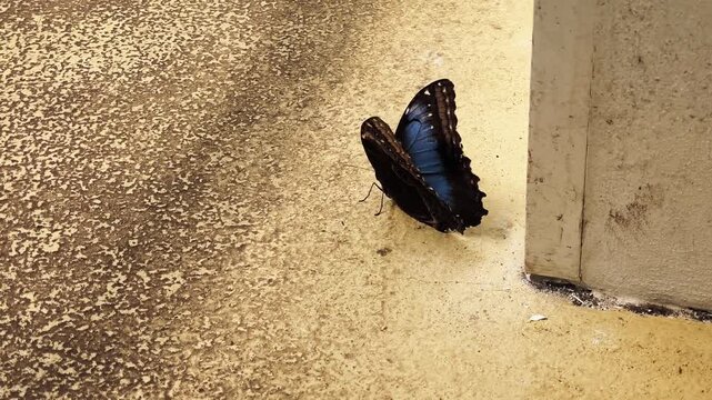 Vibrant blue morpho butterfly with a broken wing struggling to move on a concrete floor, symbolizing fragility, struggle, and resilience in botanical garden