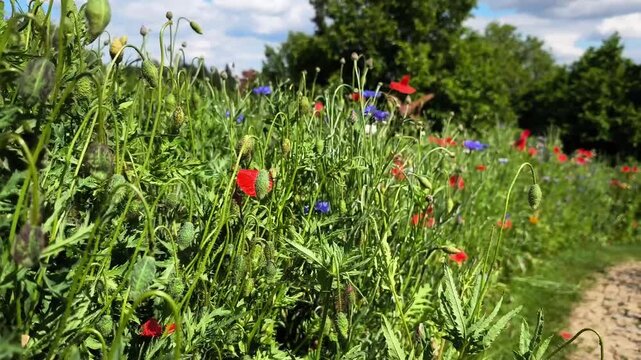 Idyllic summer day in a lush meadow full of red poppies and blue cornflowers swaying gently in the breeze. A dirt path winds alongside the field in botanical garden