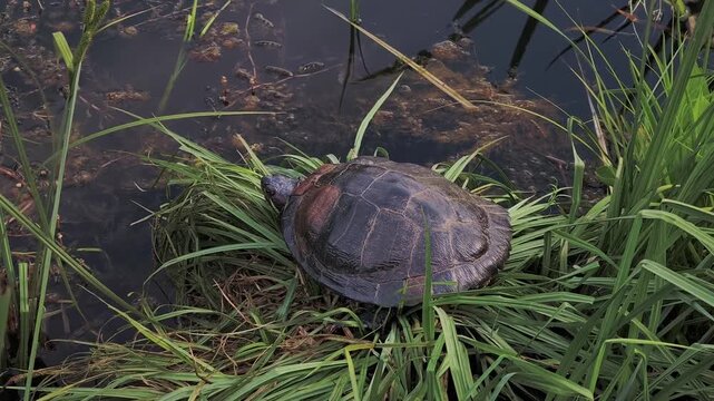 Top down view of a red eared slider turtle resting and sunbathing on the lush green grass at the edge of a pond, with its head extended in botanical garden