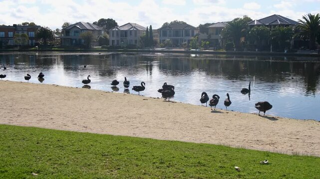 Black swans on a sandy beach at Sanctuary Lakes in Point Cook, Melbourne, Australia. A peaceful  lake with a row of upscale residential waterfront homes. Wildlife and suburban living coexisting