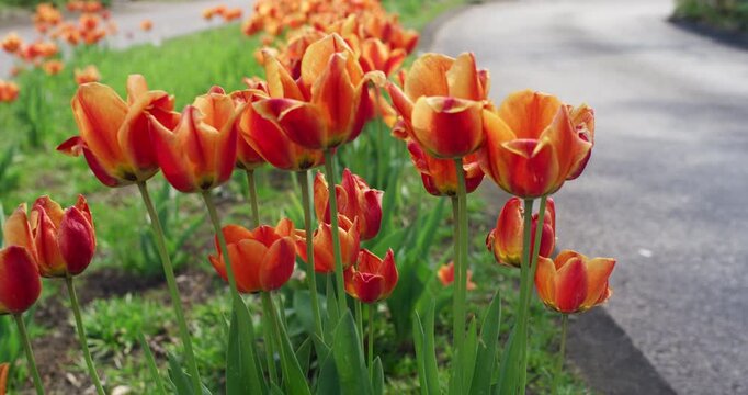Vibrant orange and yellow tulips blooming in a garden bed along a paved path in springtime