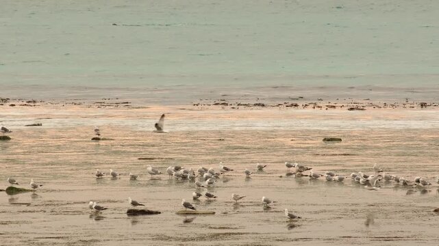 Seagulls flock to the coast during the herring spawning season, and seals hunt in the sea.