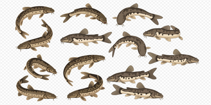 Set of loach fish illustrations in various swimming poses on transparent background.