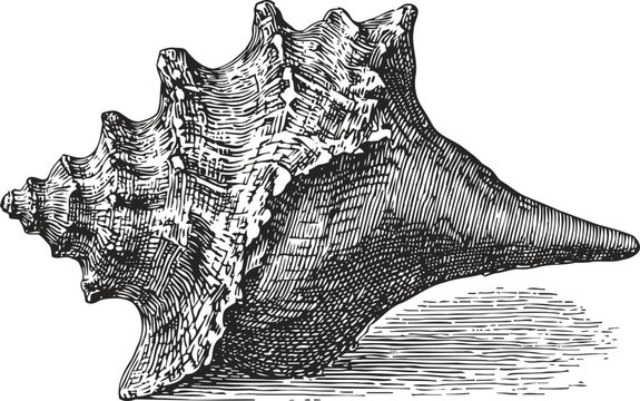 Detailed black and white engraving of a conch shell with textured ridges and shadows